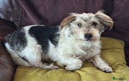 Jack Russell dogs for sale: Jack russel puppies - Image 10
