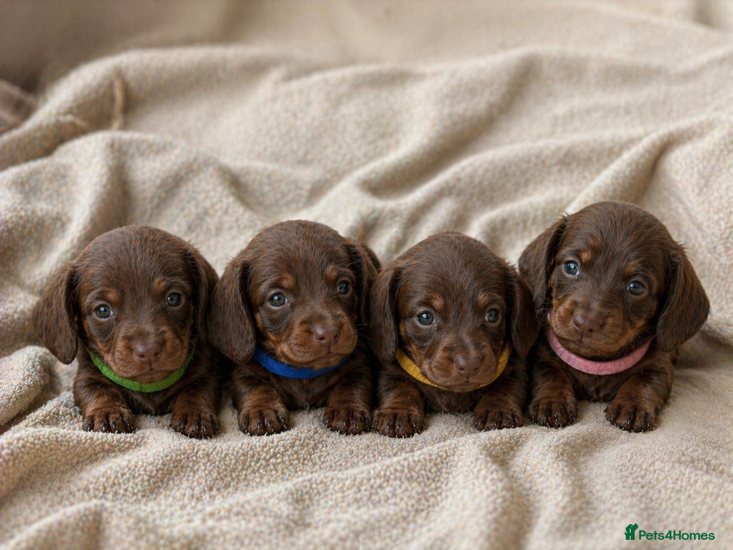 Miniature Dachshund dogs Mini Dachshund Pups – choc & tan Girls Available - Advert 5