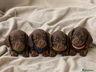 Miniature Dachshund dogs Mini Dachshund Pups – choc & tan Girls Available - Advert 5