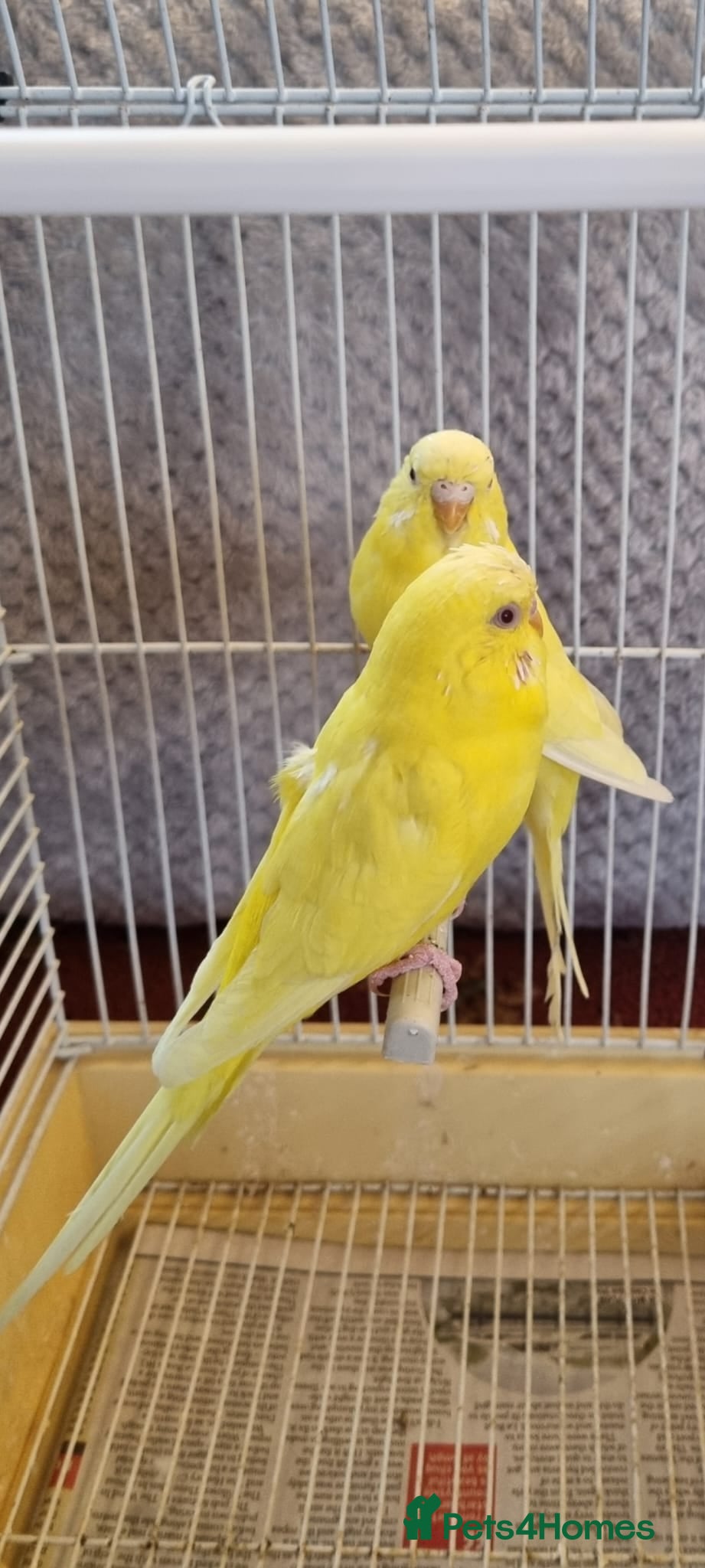 Budgerigars birds Budgies lutino for sale  - Advert 17