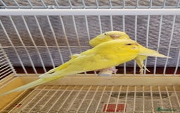 Budgerigars birds for sale: Budgies lutino for sale  - Image 1