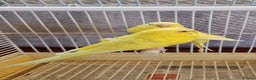 Budgerigars birds for sale: Budgies lutino for sale  - Advert 1