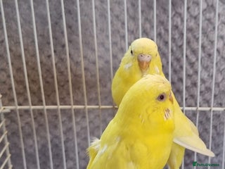 Budgerigars birds - Advert 1