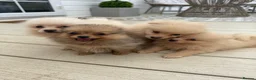 Pomeranian dogs for sale: Pomeranian Puppies  - Advert 3