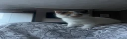 Mixed Breed cats for sale: Adorable Fluffballs looking for loving new homes - Advert 10