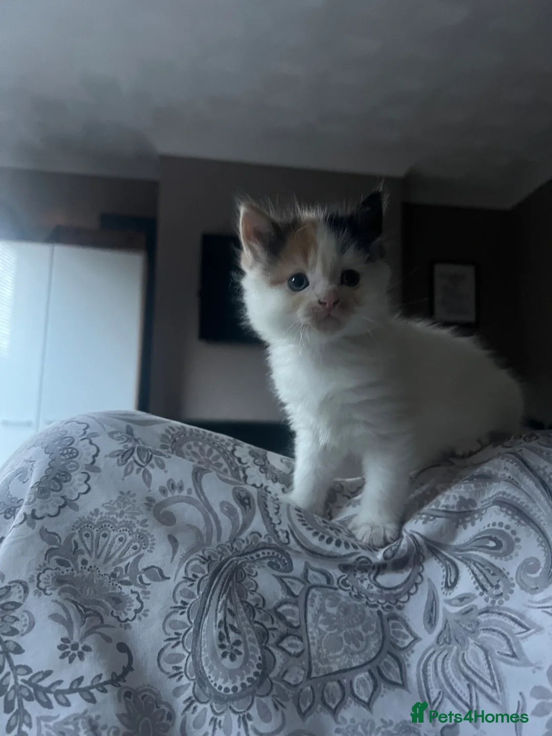 Mixed Breed cats for sale: Adorable Fluffballs looking for loving new homes - Advert 10