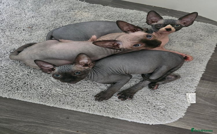 Sphynx cats - Advert 4