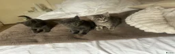 Mixed Breed cats for sale: Beautiful kittens  - Advert 13