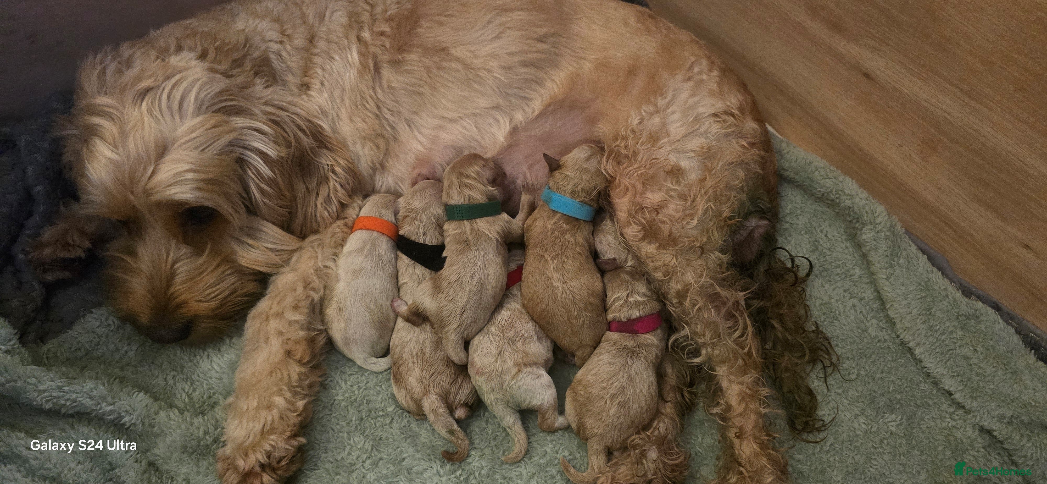 Mixed Breed dogs Cockapoo/Cavapoo Puppies - Advert 1