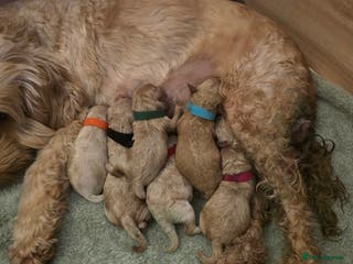 Mixed Breed dogs Cockapoo/Cavapoo Puppies - Advert 9