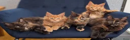 Maine Coon cats for sale: Tica Registered Maine coon kittens - Advert 6