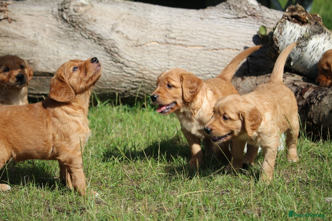 Golden Retriever dogs for sale: Dark Red Kc Registered Golden Retriever Puppies - Image 7