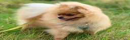 Pomeranian dogs for sale: Male Pomeranian puppy - Advert 12