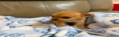 Chihuahua 4