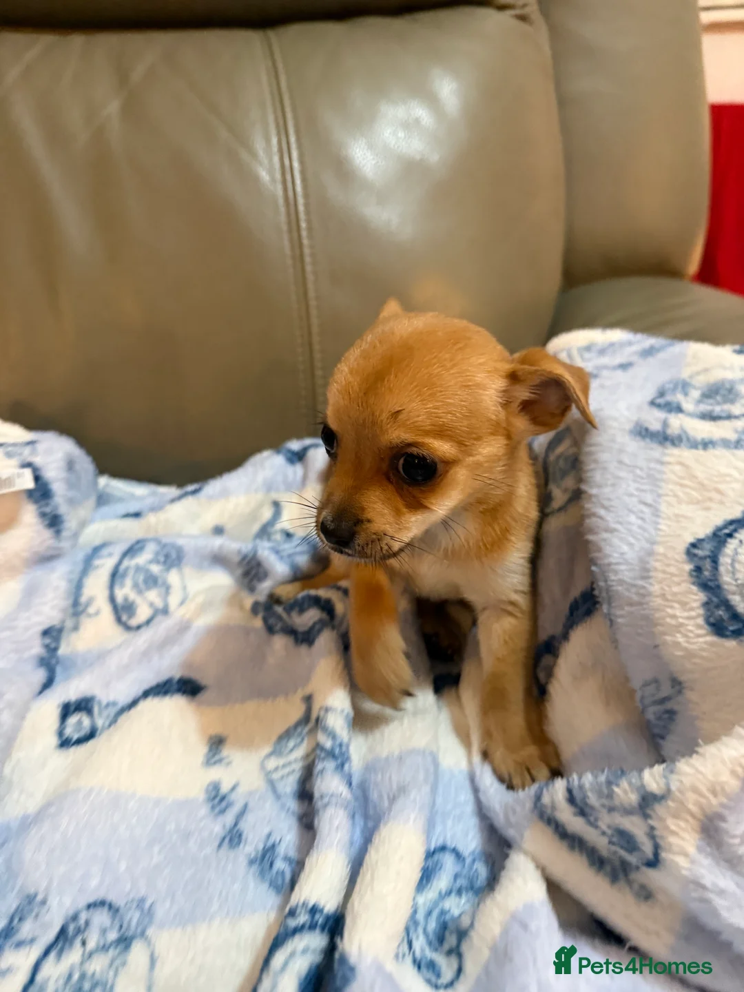 Chihuahua dogs for sale: Chihuahua puppies for sale  in Carlisle - Advert 2