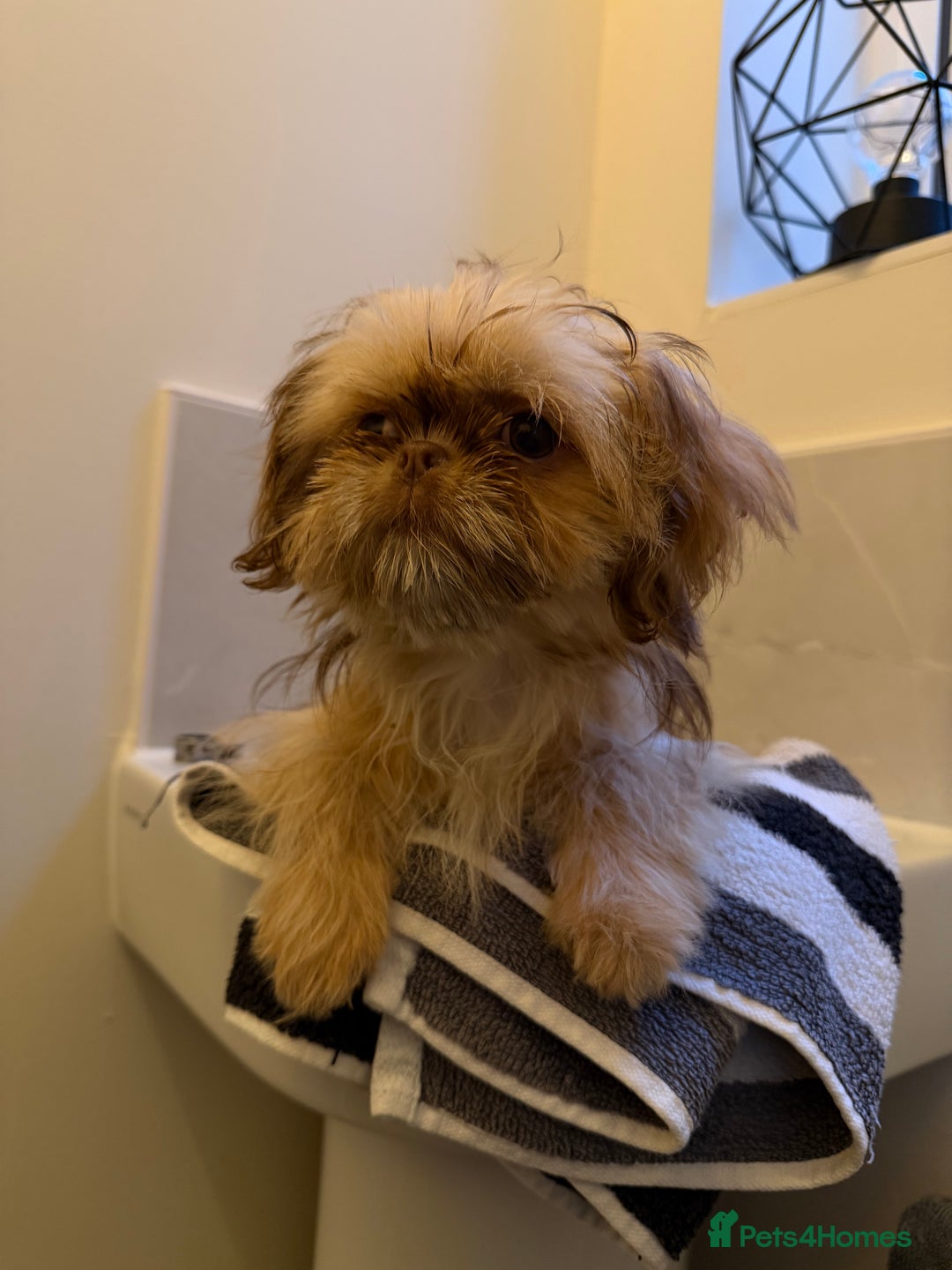 Shih Tzu dogs for sale: 2 x  Imperial Shihtzu - Advert 21