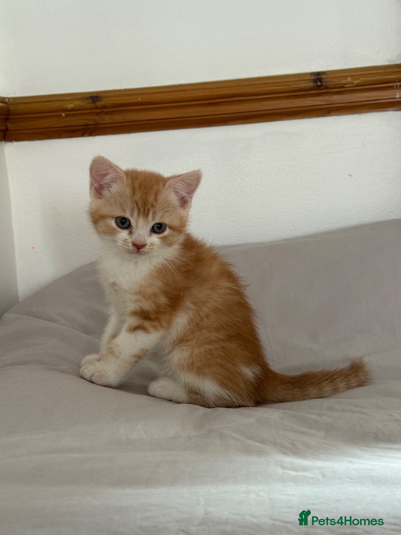 Scottish Fold cats Scottish fold and Scottish straight  - Advert 1