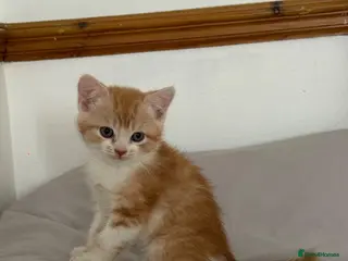 Scottish Fold cats Scottish fold and Scottish straight - Advert 1