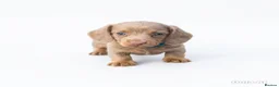 Miniature Dachshund dogs for sale: Beautiful miniature babies  - Advert 1