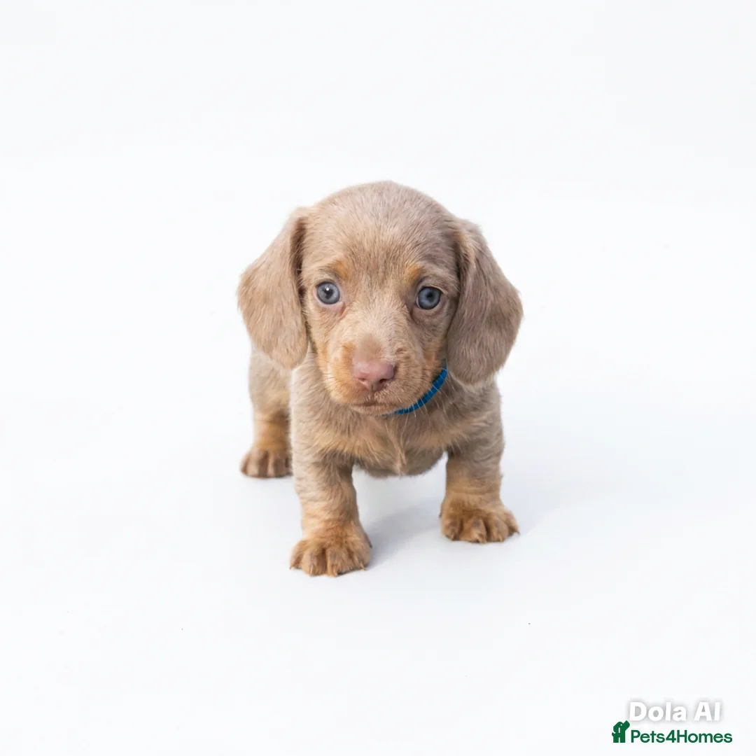 Miniature Dachshund dogs for sale: Beautiful miniature babies  - Advert 1