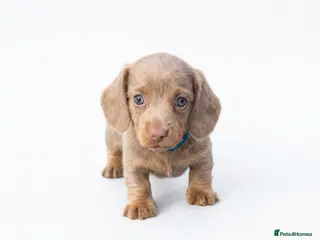 Miniature Dachshund dogs Beautiful miniature babies - Advert 2