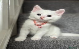 Mixed Breed cats for sale: Mixed breed white kittens  - Image 17