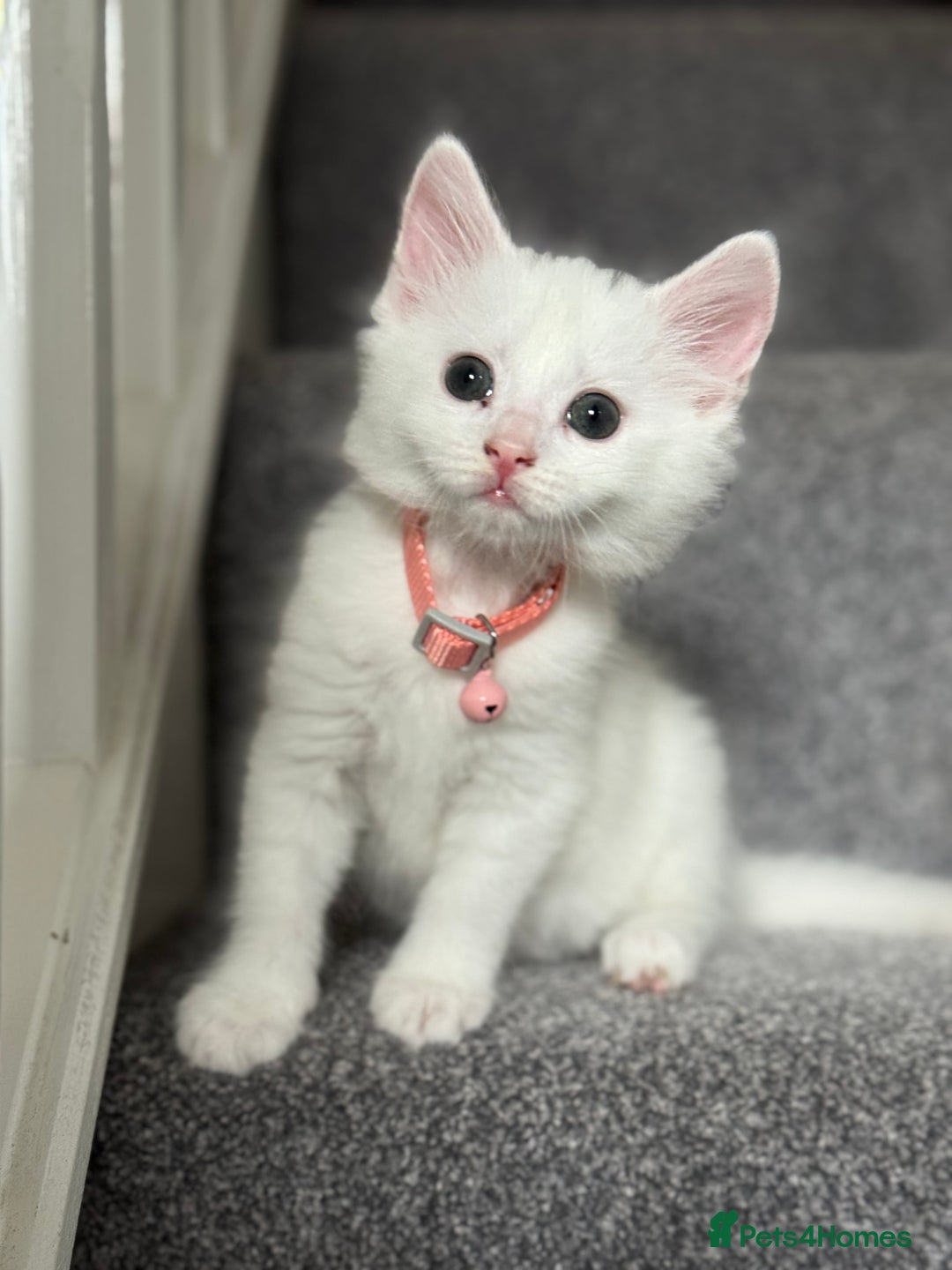 Mixed Breed cats for sale: Mixed breed white kittens  - Image 17