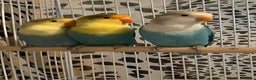 Lovebirds birds for sale: Beautiful babies so cute and beautiful colors  - Advert 8