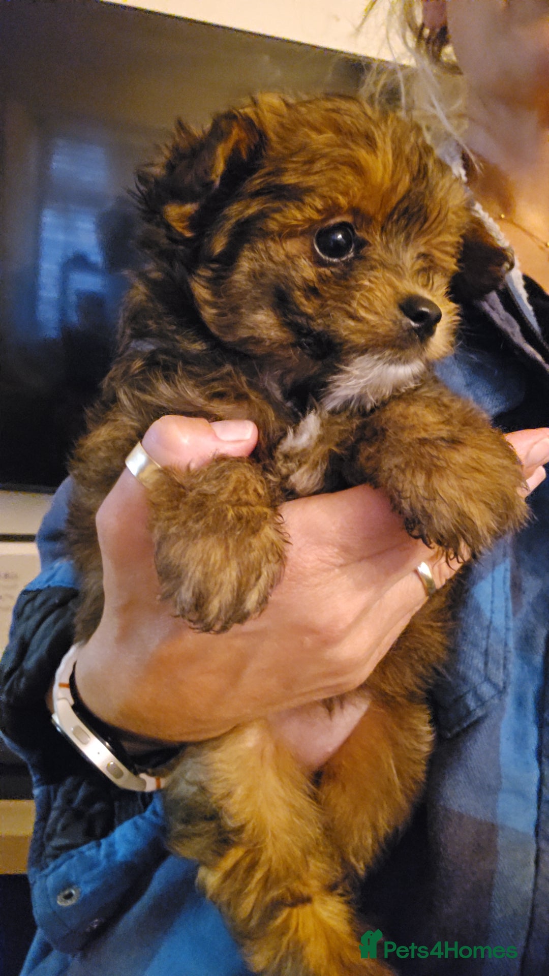 Pomapoo dogs for sale: POCKET SIZED POMAPOOS ~ READY NOW - Image 18