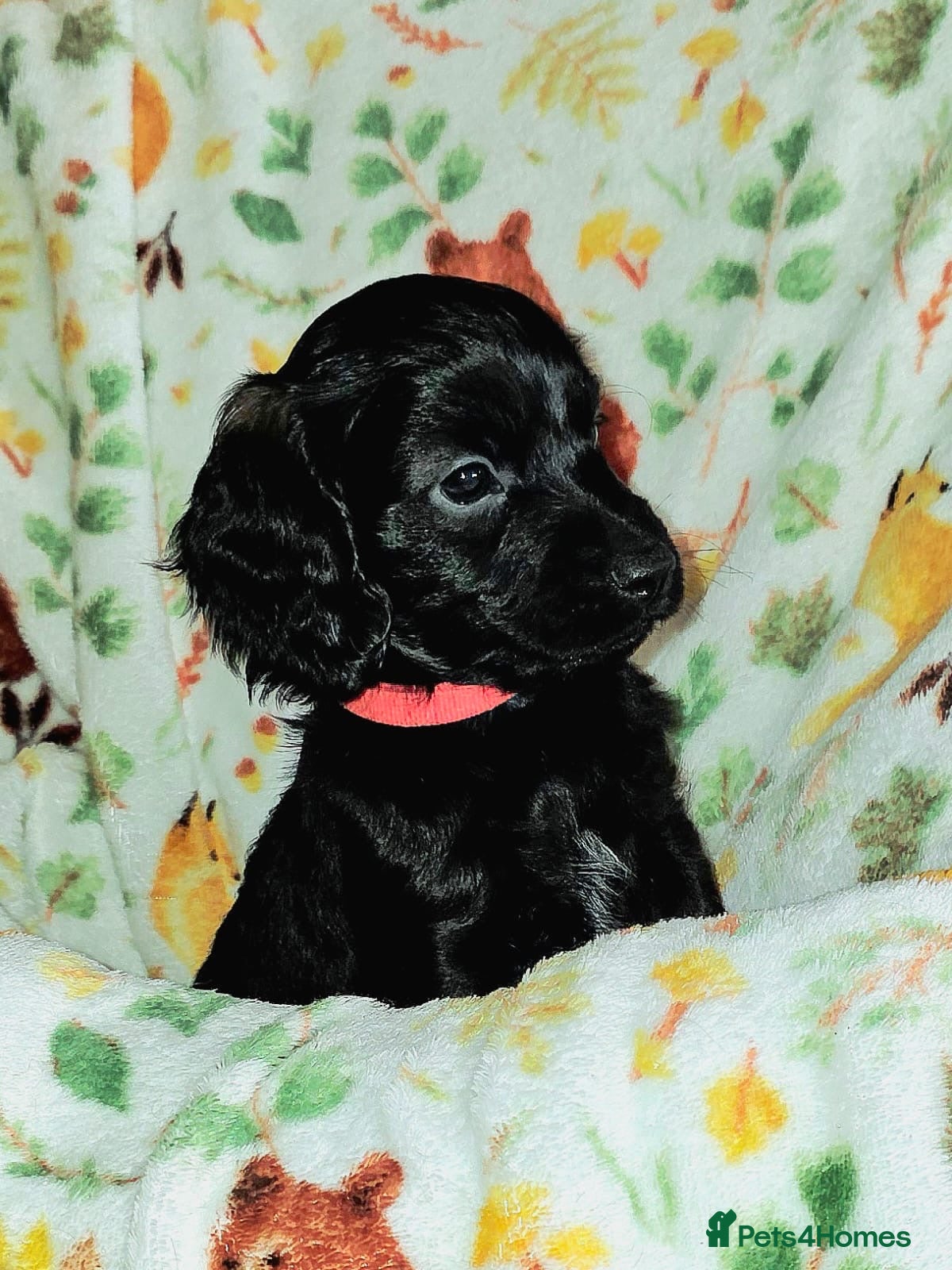 Cockapoo dogs OUTSTANDING BEAUTIFUL F1b cockapoo fur babies!! - Advert 12