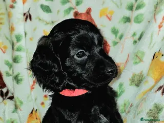 Cockapoo dogs OUTSTANDING BEAUTIFUL F1b cockapoo fur babies!! - Advert 12