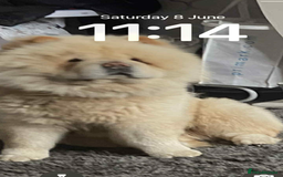 Chow Chow dogs for sale: Chow chow - Image 1