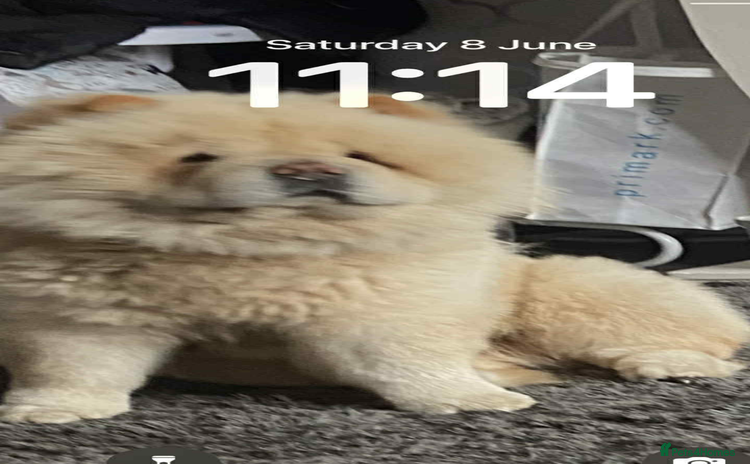 Chow Chow dogs - Advert 1