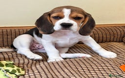 Beagle dogs for sale: KC reg Gorgeous Beagle Pups Champion Bloodline in New Malden - Image 10