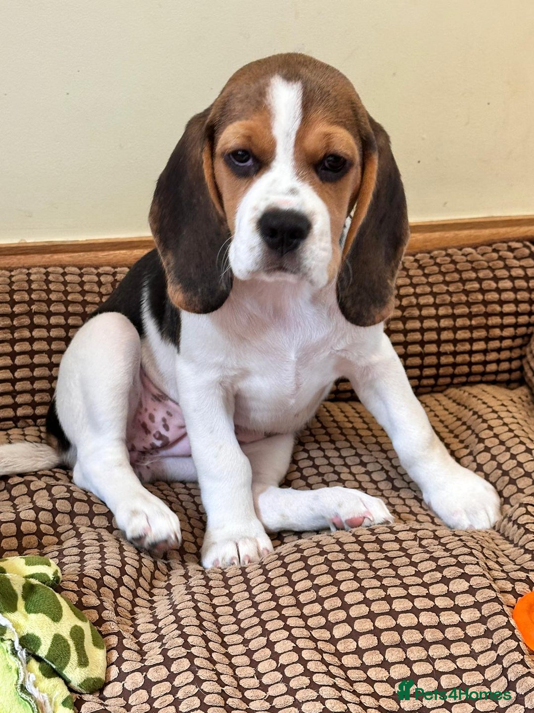 Beagle dogs for sale: KC reg Gorgeous Beagle Pups Champion Bloodline in New Malden - Image 10