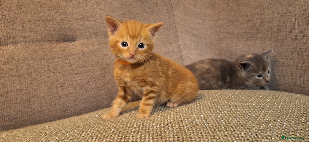 British Shorthair cats for sale: Beautiful Cream & Ginger Kittens  - Image 10