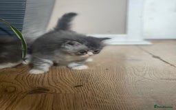 Persian cats for sale: Beautiful fluffy kittens very affectionate  - Image 18