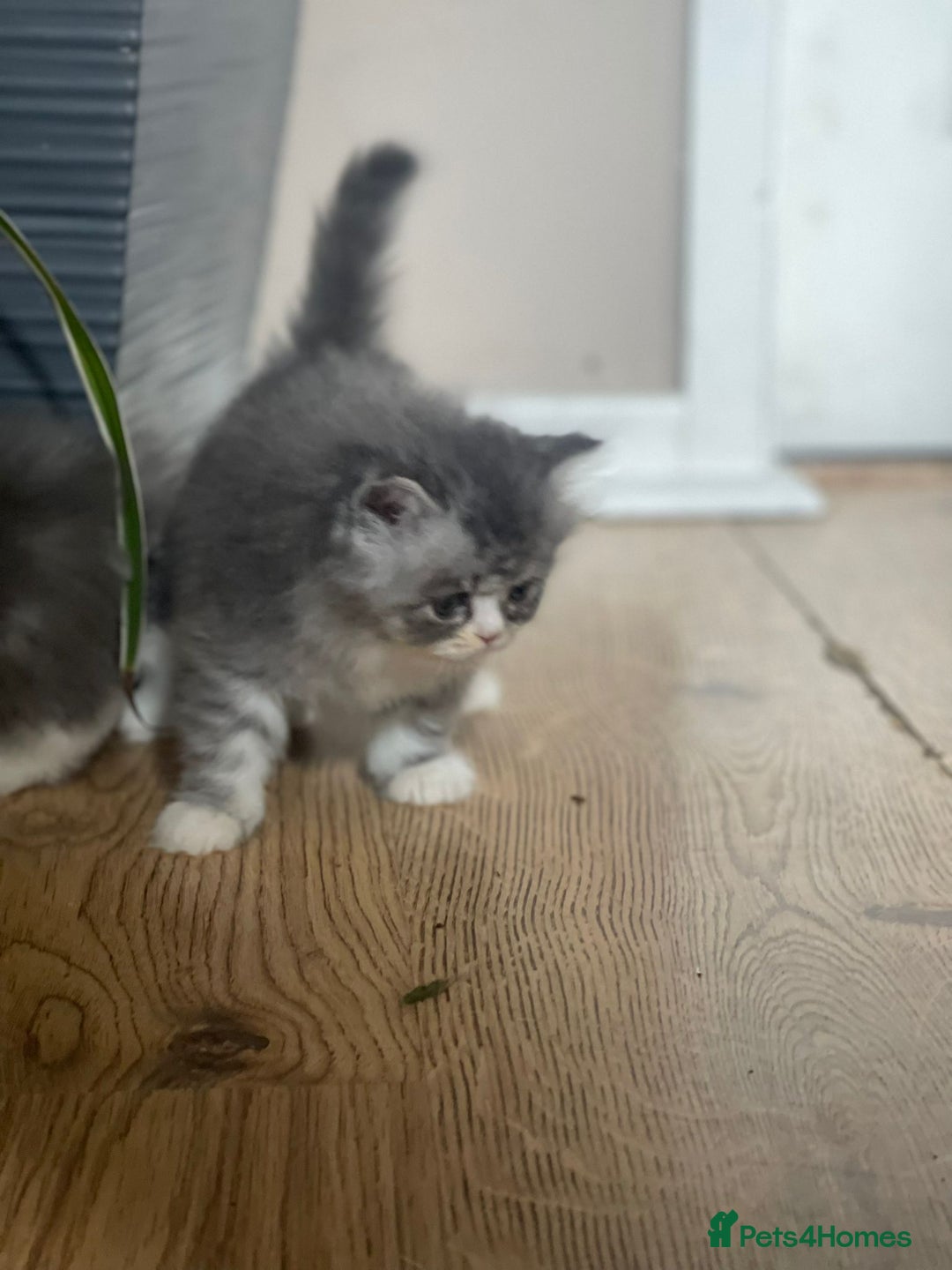 Persian cats for sale: Beautiful fluffy kittens very affectionate  - Image 18