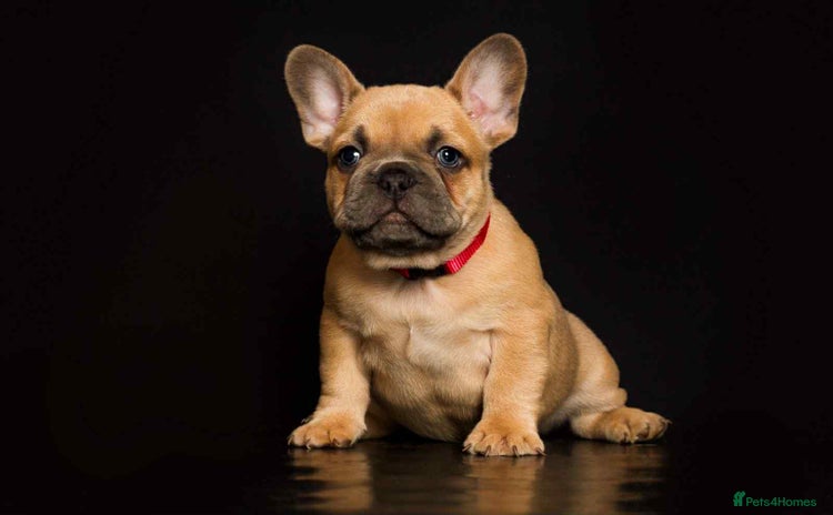 French Bulldog dogs - Advert 1