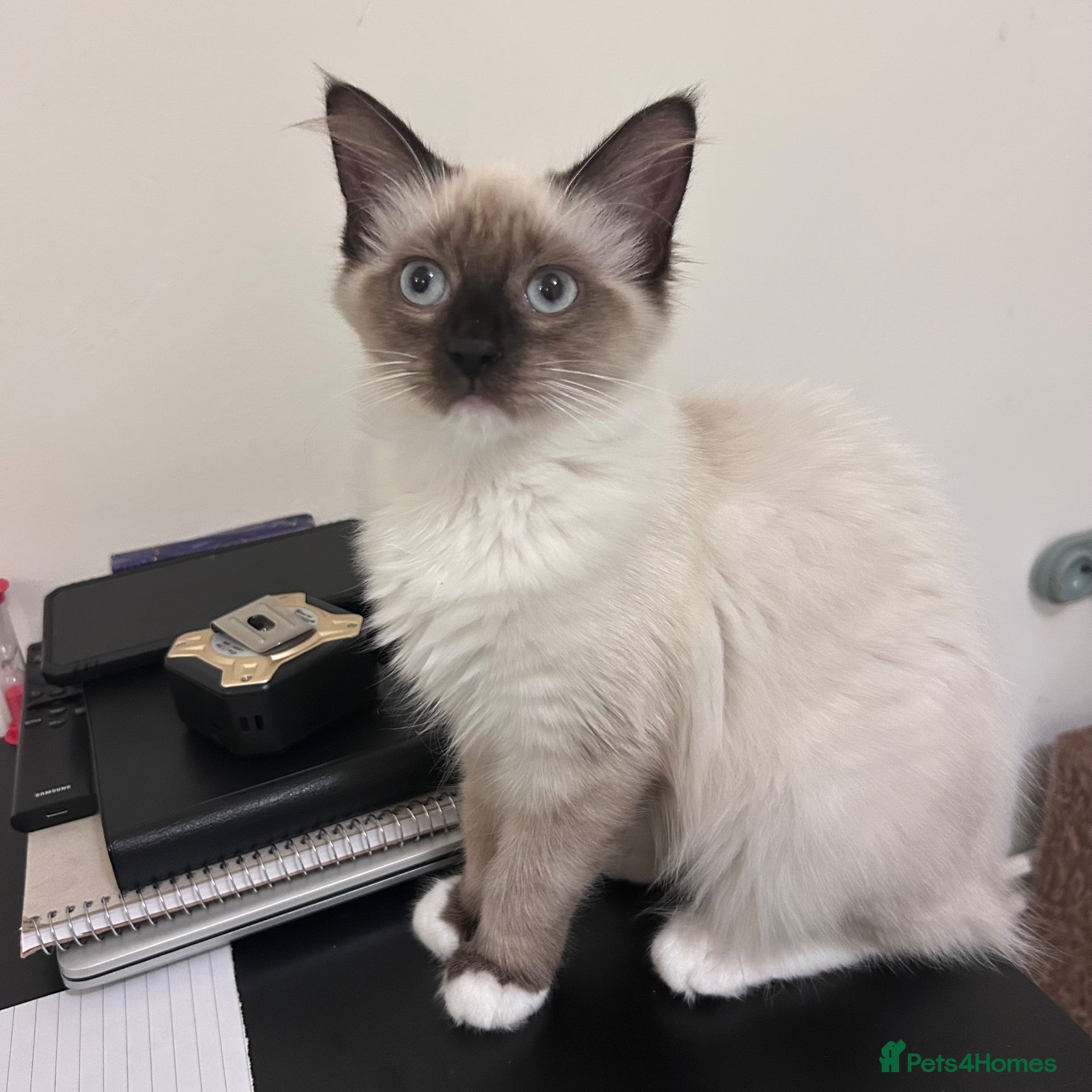 Ragdoll cats  floppy Ragdoll kittens1 male💙&1 female🩷 left  - Advert 1