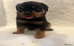 Rottweiler dogs for sale: ROTTWEILER PUPPIES. KC REG. - Advert 21