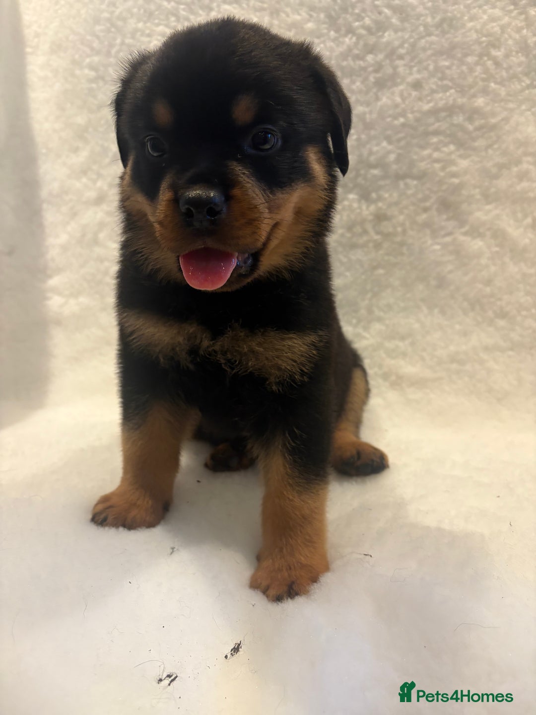 Rottweiler dogs for sale: ROTTWEILER PUPPIES. KC REG. - Advert 21