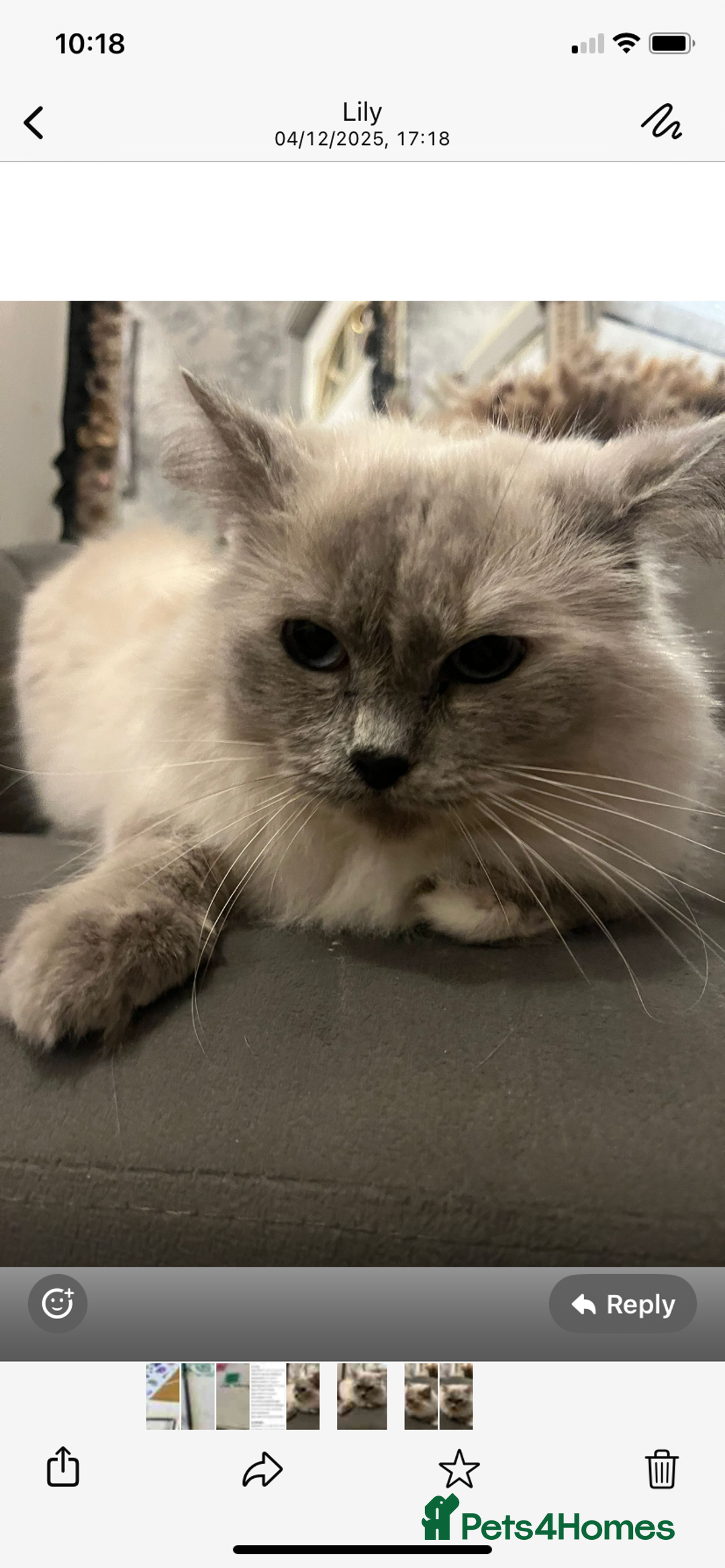 Domestic Shorthair cats for sale: Ragdoll female  - Advert 1