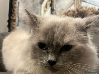 Domestic Shorthair cats Ragdoll female - Advert 16