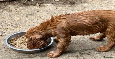 Cocker Spaniel dogs - Advert 3