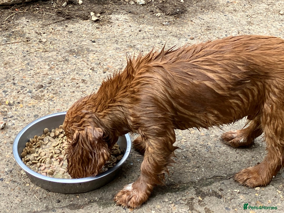 Cocker Spaniel dogs for sale: Cracking working cocker puppy - Image 3