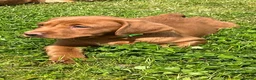 Labrador Retriever dogs for sale: Stunning litter of Fox red puppies  - Advert 13
