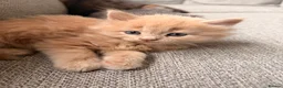 British Shorthair cats for sale: Beautiful BSH X Maine coon babies - Advert 30