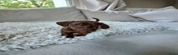 Miniature Dachshund dogs for sale: KC REGISTERED MINIATURE DACHSHUND PUPPIES - Advert 1