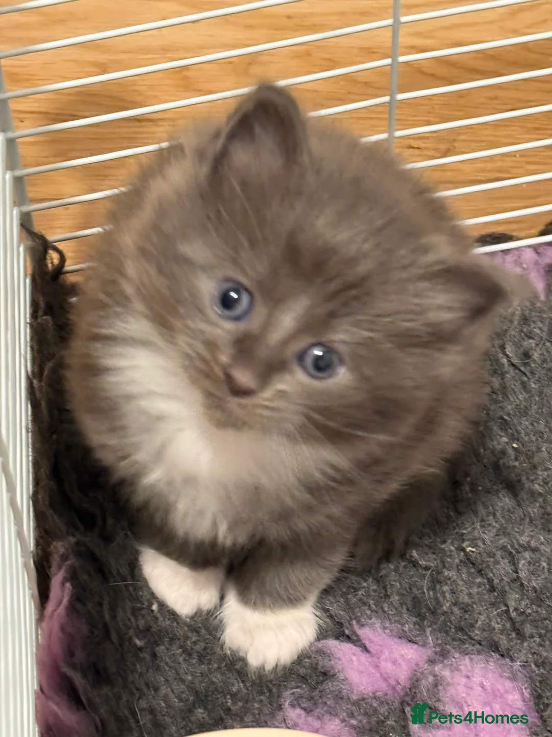 Ragcoon cats for sale: Beautiful Ragcoon kittens - Advert 7